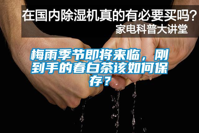 梅雨季節(jié)即將來(lái)臨，剛到手的春白茶該如何保存？