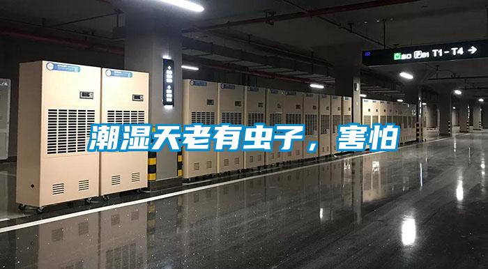 潮濕天老有蟲子，害怕