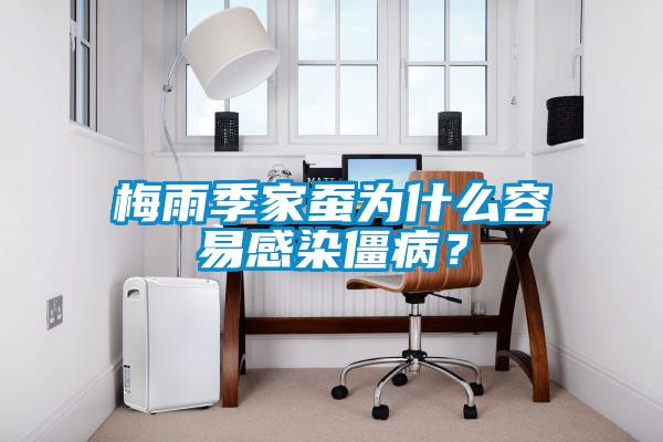 梅雨季家蠶為什么容易感染僵病？