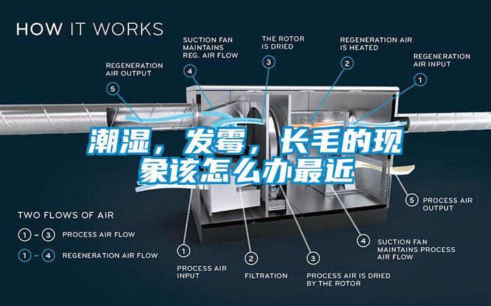 潮濕，發(fā)霉，長毛的現(xiàn)象該怎么辦最近