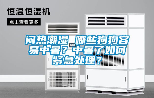 悶熱潮濕 哪些狗狗容易中暑？中暑了如何緊急處理？