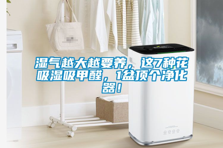 濕氣越大越要養(yǎng)，這7種花吸濕吸甲醛，1盆頂個凈化器！