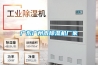 黃梅天潮氣泛濫，除濕機一招根治